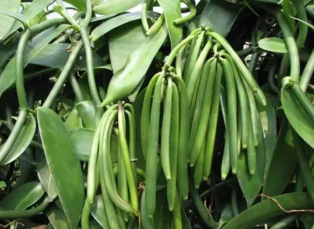 兰香子的种植方法 1000多天才能开花的天然香料,为什么在甜品中会被