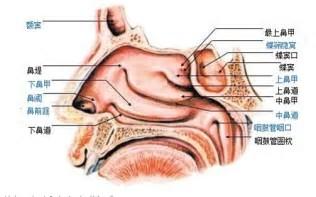 鼻子不透气怎么办