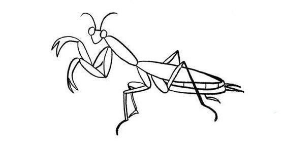 螳螂的简笔画螳螂怎么画简笔画