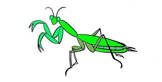 螳螂的简笔画螳螂怎么画简笔画