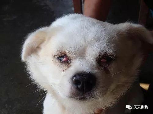狗狗眼睛上有东西怎么弄出来(狗狗睁着眼睛死的是什