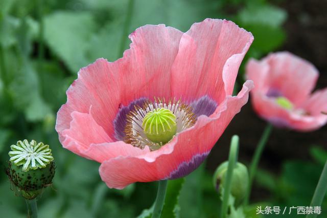 鸦片花