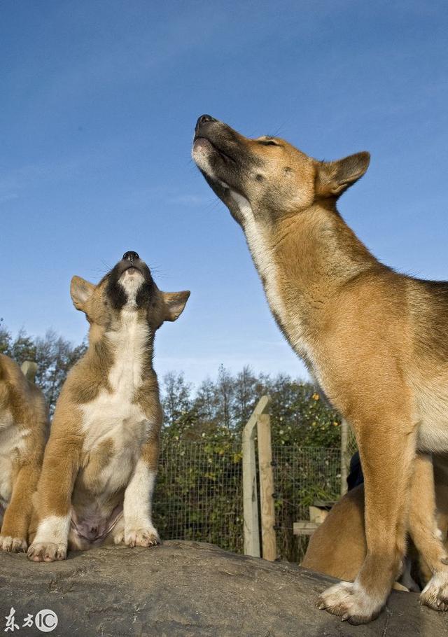 新几内亚歌唱犬