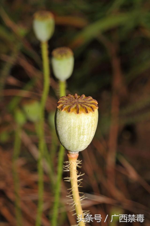 鸦片花,罂粟种植违法,群众举报有奖(鸦片花做的香水能用吗)