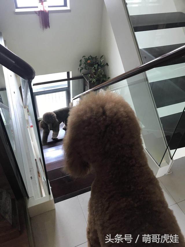 贵妇狗