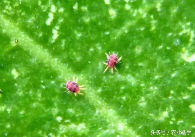 18种柑橘虫害（红蜘蛛、木虱等）的最新防治方法4