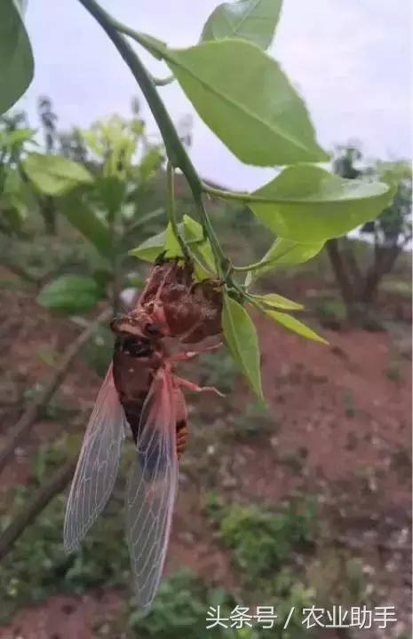 18种柑橘虫害（红蜘蛛、木虱等）的最新防治方法11