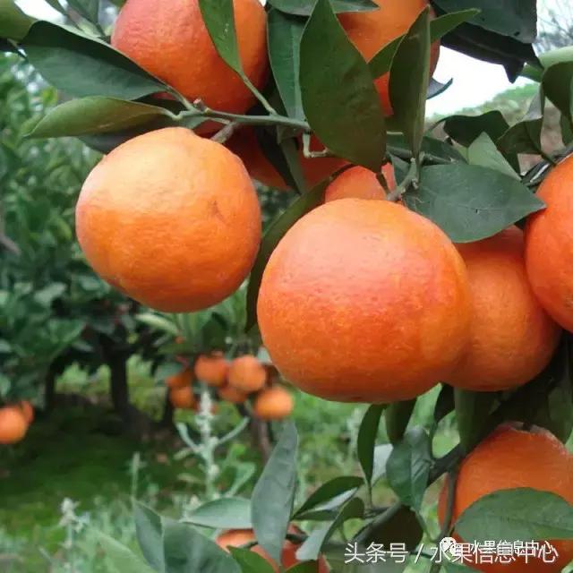 橙子产地 橙子产地（橙子产地主要在哪个省） 生活