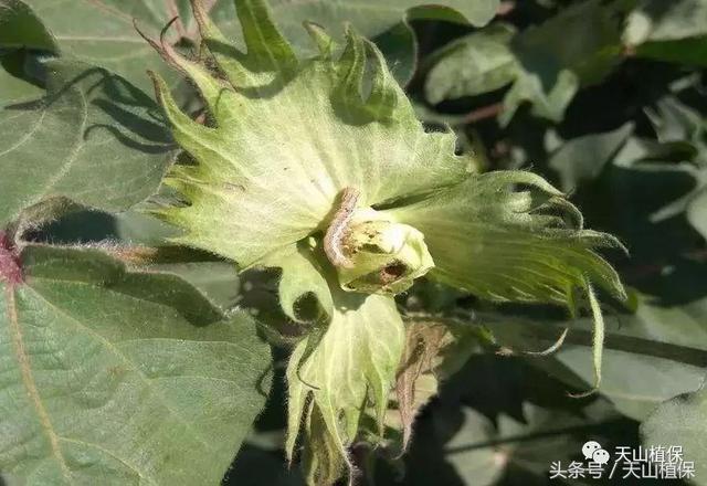 Bt棉花20年：害虫防治的理论与实践3