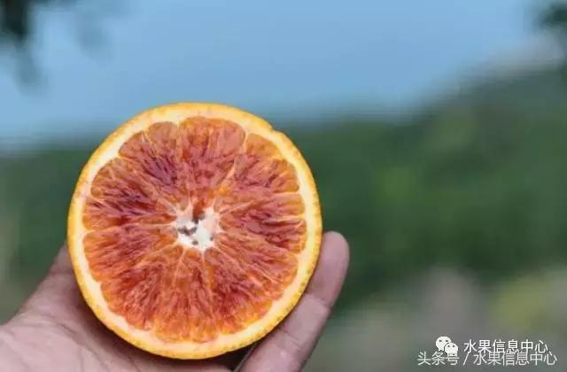 橙子产地 橙子产地（橙子产地主要在哪个省） 生活