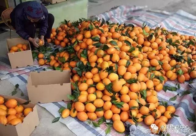 最全橙子品种产地大揭秘