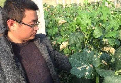 洛城菜农“喷粉”后一棚丝瓜全蔫了，怀疑是……1