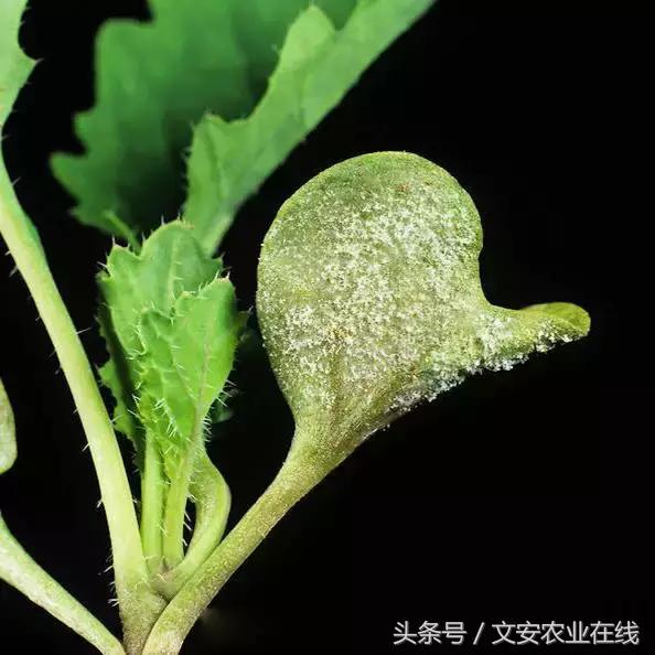 油菜病虫害图解「完全版」