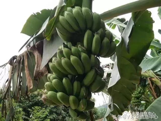 香蕉的产地