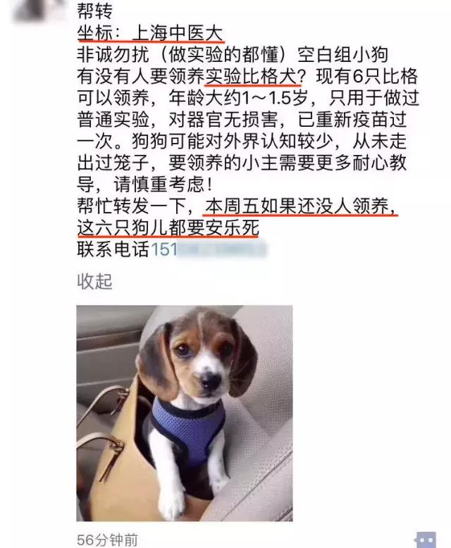 比格犬论坛