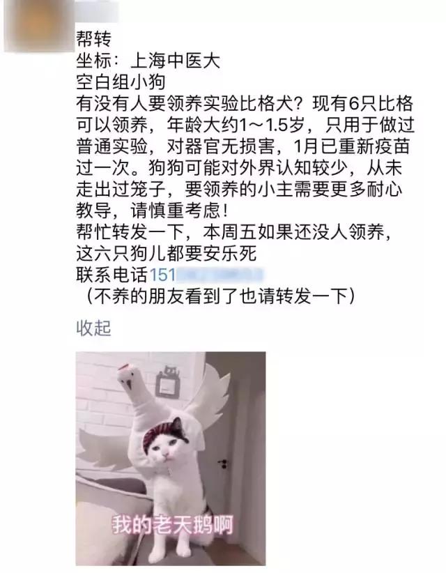 比格犬论坛