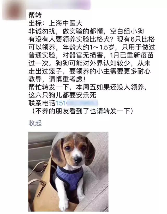 比格犬论坛