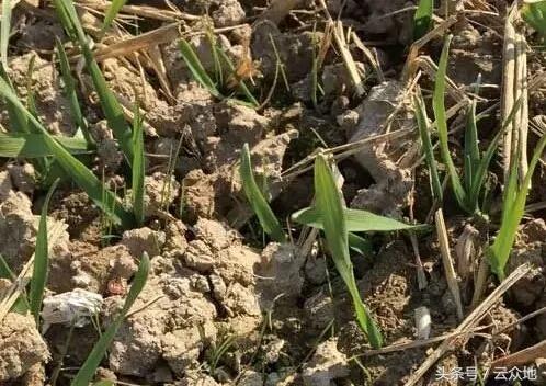 混用乙草胺和炔草酯除草要注意小麦叶龄，以免造成药害！