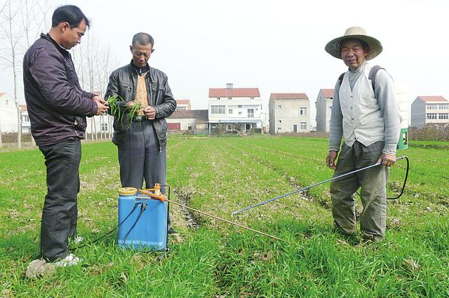 抓住这一点，小麦不高产天理不容4