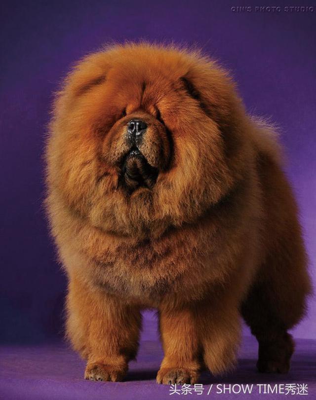 北京松狮犬舍