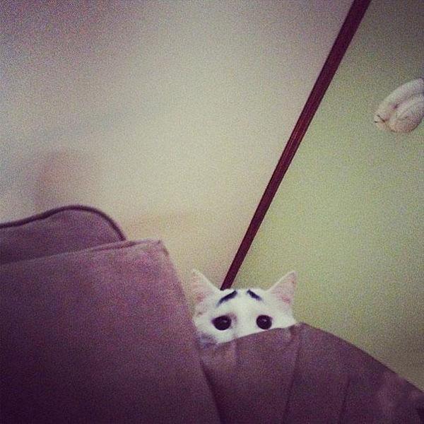 һֻӵ�а���ü����è�䣺˭̫��̫ί����