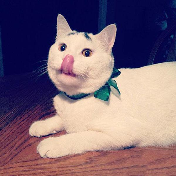 һֻӵ�а���ü����è�䣺˭̫��̫ί����