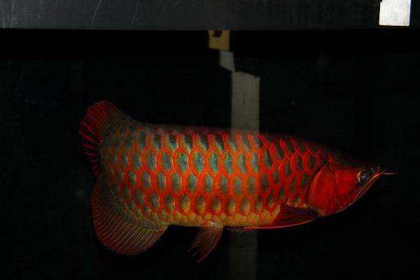金龙鱼鱼苗