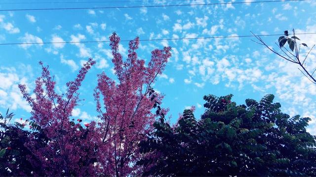 冬天云彩鱼鳞状