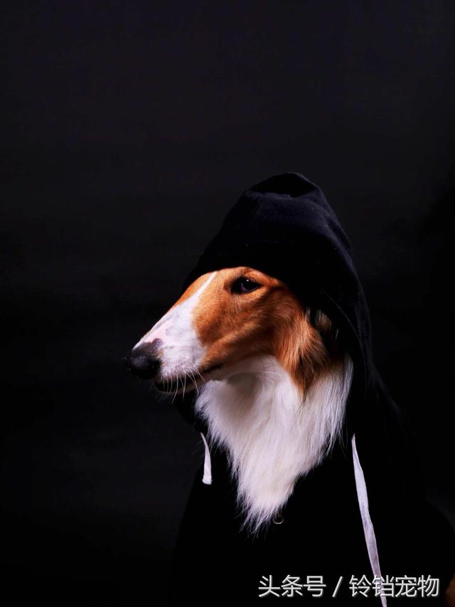 牧羊犬在线论坛 牧羊犬在线论坛