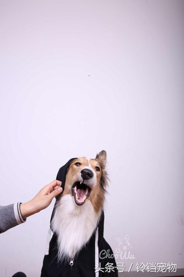 牧羊犬在线论坛 牧羊犬在线论坛