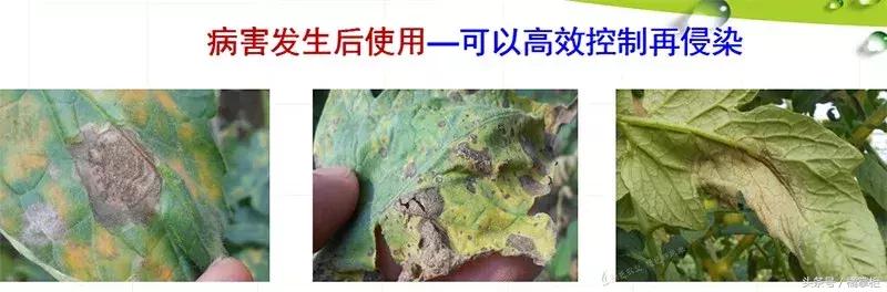 说说这个杀菌剂为何能让植物病害防治变得简单高效10