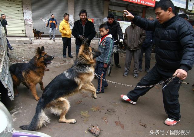 狼狗价格