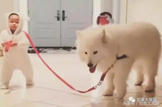 小白熊犬