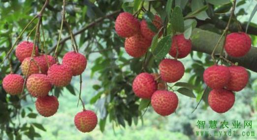 农业果树管理：荔枝花期管理及其采果后管理技术5