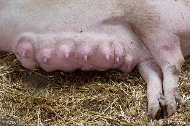 怎样看狗狗有没有生过宝宝(狗狗下崽怎么判断结束了)-艾拉养犬