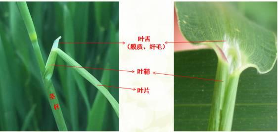 麦田杂草一看就懂2