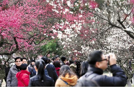 宋代诗人的梅花「探梅图」