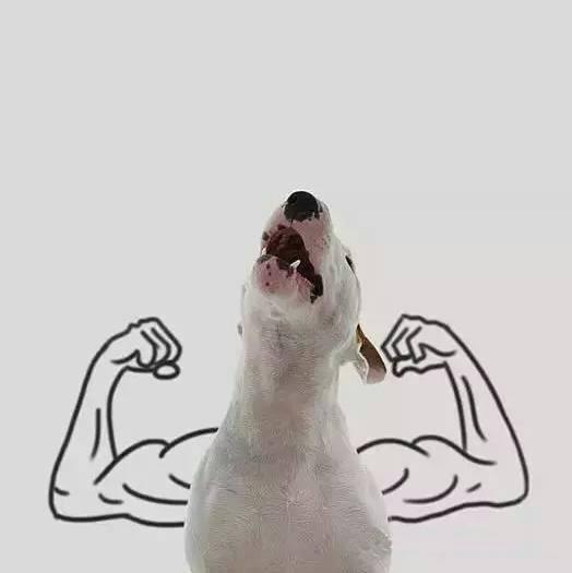 狗狗头像高清霸气(高级又沙雕的狗狗头像)