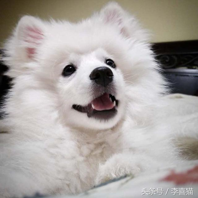 爱斯基摩犬图片