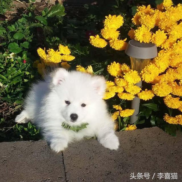爱斯基摩犬图片