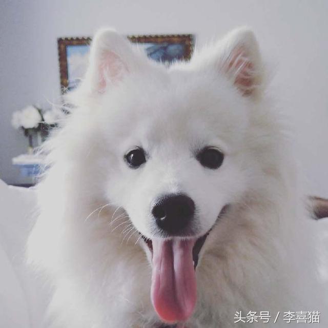 爱斯基摩犬图片