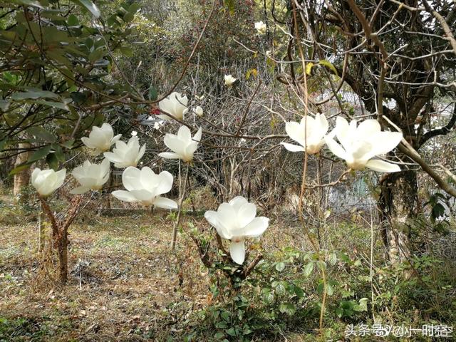 白兰花花语