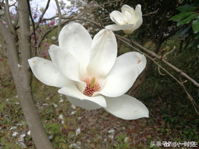 白兰花花语