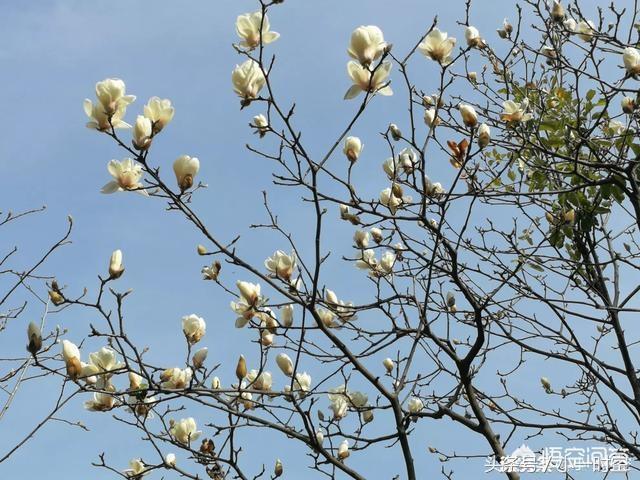 白兰花花语