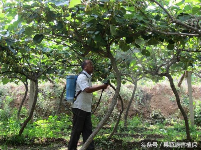 猕猴桃溃疡病终于有了解决办法——周年喷雾防、控、治、养2