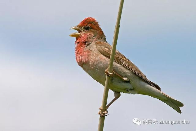 普通鳾