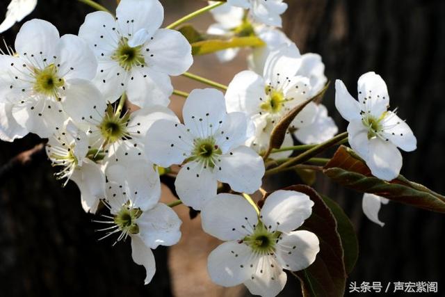 赵县梨花似雪开赞皇蜂农采蜜来