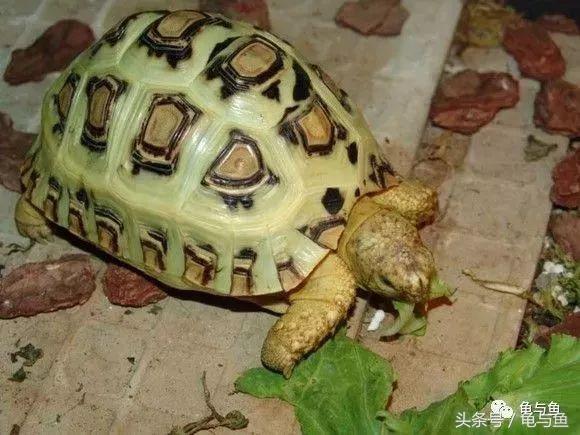 豹龟结石