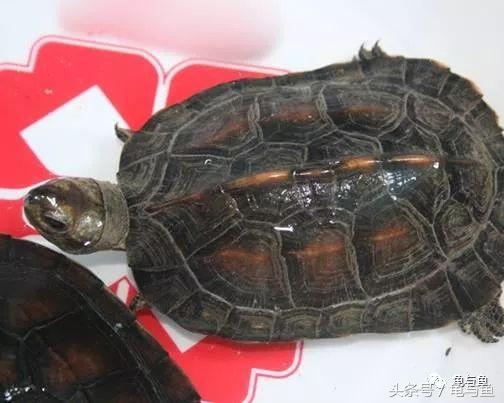 龟的种类