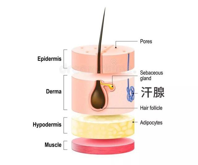 脱毛仪后毛周角化